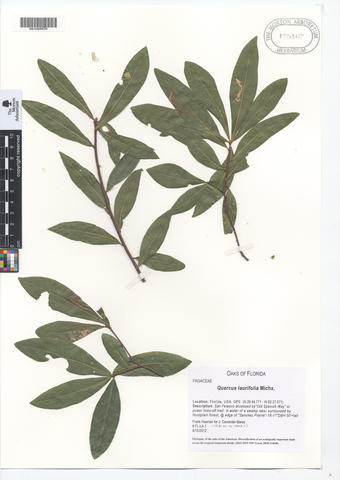 mor_175167_quercus_laurifolia.jpg
