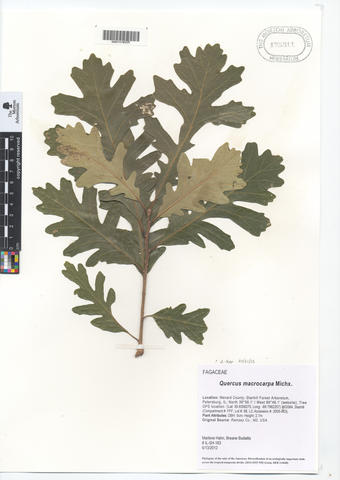 mor_175311_quercus_macrocarpa.jpg