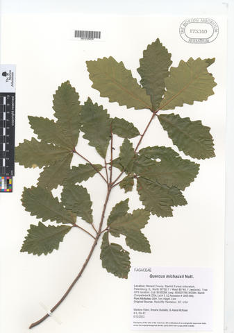 mor_175340_quercus_michauxii.jpg