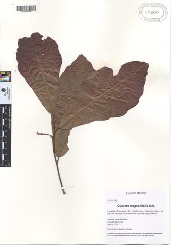 mor_175890_quercus_magnoliifolia.jpg