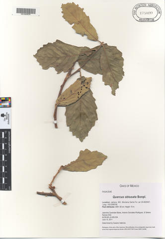 mor_175899_quercus_obtusata.jpg