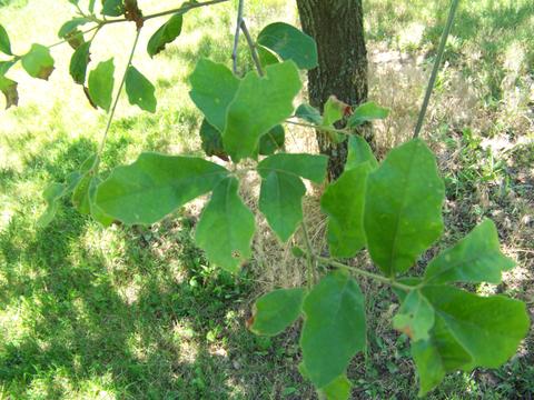 quercus_arkansana_brown_b.-leaves-starhill_forest_arb_menard_co._il_usa_il-sh-166-mor_100_1782.jpg.jpg