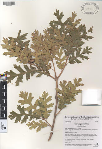 mor_174463_quercus_gambelii.jpg