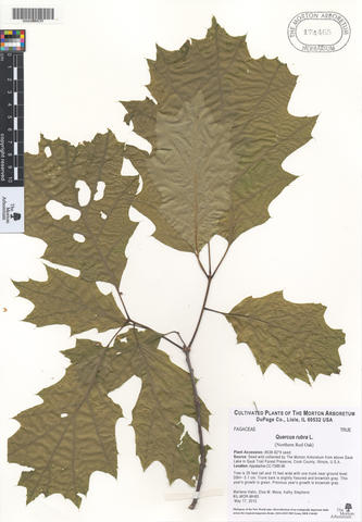 mor_174465_quercus_rubra.jpg