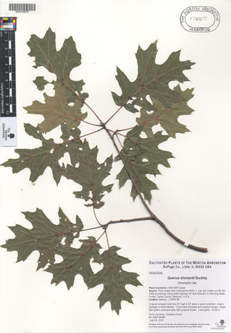mor_174507_quercus_shumardii.jpg