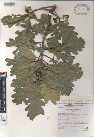 mor_174515_quercus_polycarpa.jpg