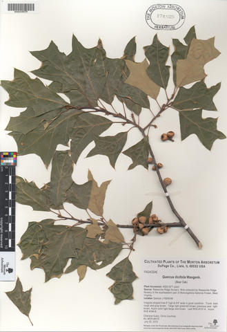 mor_174525_quercus_ilicifolia_wangenh..jpg