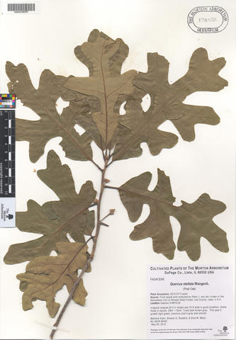 mor_174535_quercus_stellata.jpg