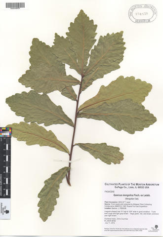 mor_174538_quercus_mongolica_fisch._ex_ledeb..jpg