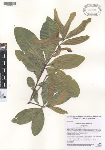 mor_174542_quercus_imbricaria.jpg
