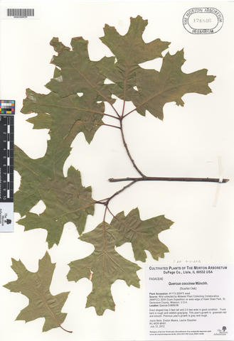mor_174546_quercus_coccinea.jpg