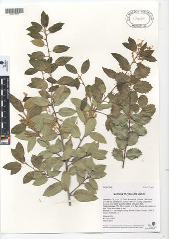 mor_174569_quercus_chrysolepis.jpg