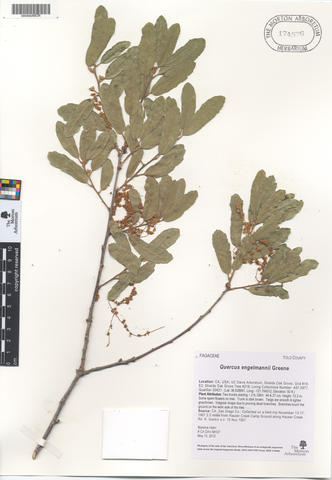 mor_174576_quercus_engelmannii_greene.jpg
