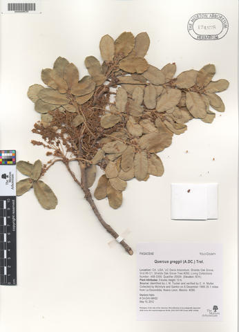 mor_174578_quercus_greggii_a.dc_._trel..jpg