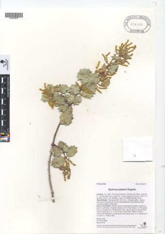 mor_174588_quercus_palmeri.jpg