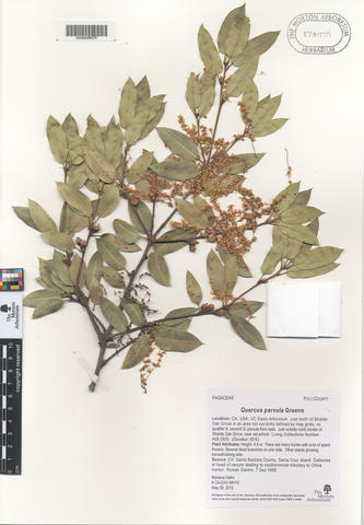 mor_174675_quercus_parvula_greene.jpg