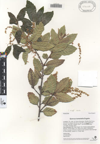 mor_174688_quercus_tomentella.jpg