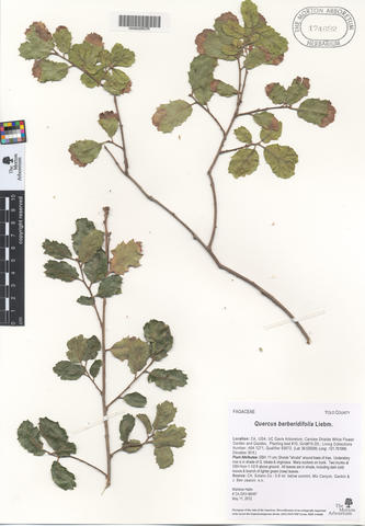 mor_174692_quercus_berberidifolia_liebm..jpg