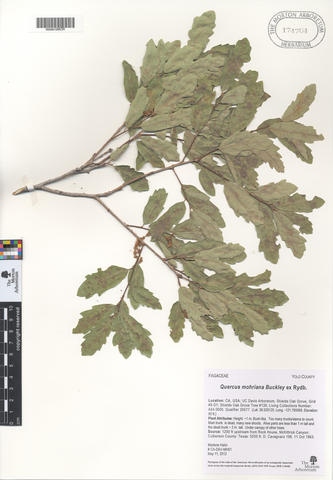 mor_174704_quercus_mohriana_buckley_ex_rydb..jpg