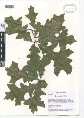 mor_175172_quercus_lyrata.jpg