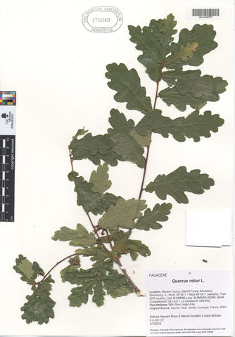 mor_175349_quercus_robur_l..jpg