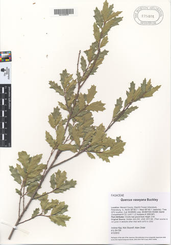 mor_175401_quercus_vaseyana_buckley.jpg