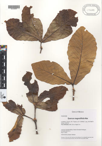 mor_175541_quercus_magnoliifolia_nee.jpg