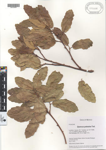 mor_175556_quercus_potosina_trel..jpg
