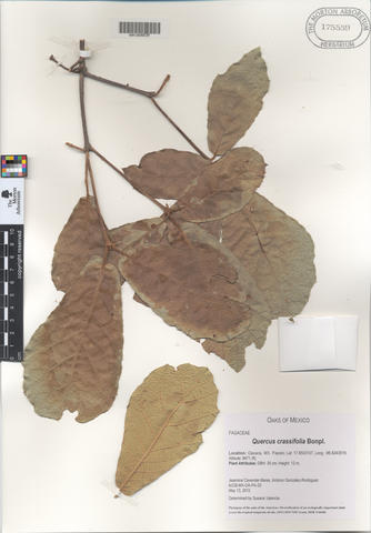 mor_175559_quercus_crassifolia.jpg