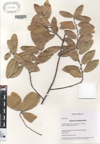 mor_175705_quercus_castanea_nee.jpg