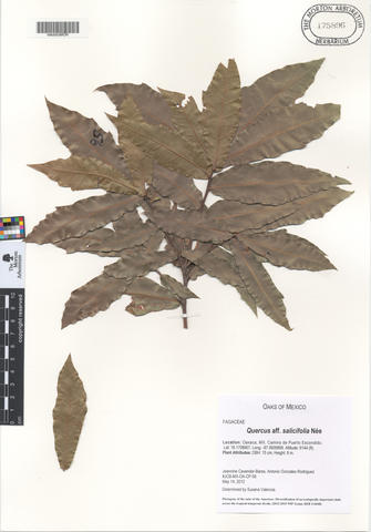 mor_175896_quercus_aff.jpg