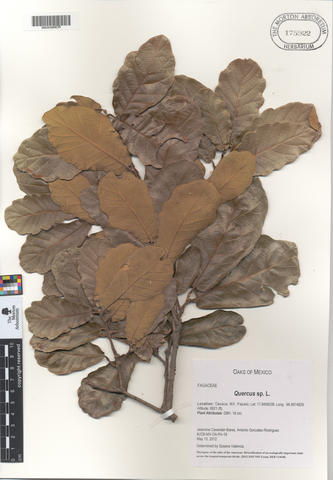 mor_175922_quercus_sp..jpg