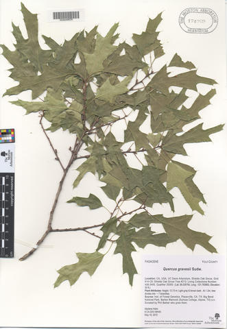 mor_quercus_gravesii_174709.jpg