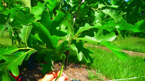 p1040246_quercus_stellata_hahn_m.-leaves-morton_arb_il-mor-mh95-mor.jpg.jpg