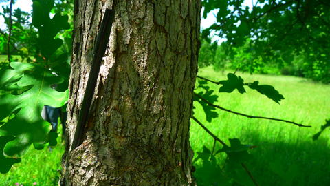 p1040247_quercus_stellata_hahn_m.-trunk-morton_arb_il-mor-mh95-mor.jpg.jpg