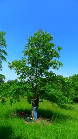 p1040248_quercus_stellata_hahn_m.-habit-morton_arb_il-mor-mh95-mor.jpg.jpg