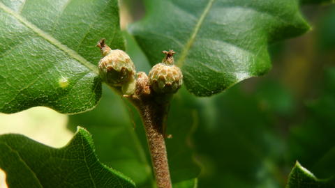 p1040418_quercus_faginea_hahn_m.-immature_acrorns-starhill_forest_arb_il-sh-032-mor.jpg.jpg