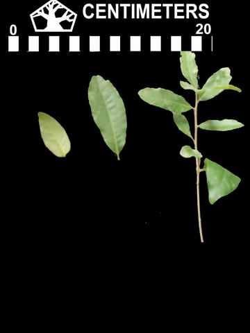 q_mexicana-2-oak_street-leaf_copy.jpg