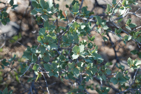 quercus__turbinella_cavender-bares_j-__leaves__chiracauha_mts_cochise_co._az_usa_az-ch-6_1327.jpg