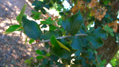 quercus_chrysolepis_hahn_m.-leaves-uc_davis_arb_ca-dav-mh020-mor_p1030886.jpg.jpg