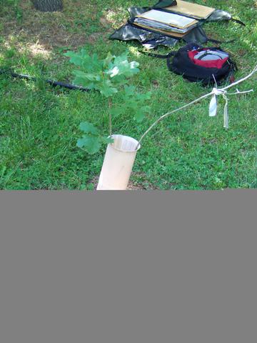 quercus_gambelli_brown_b.-habit-starhill_forest_arb_menard_co._il_usa_il-sh-159-mor_100_1751.jpg.jpg