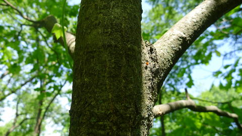 quercus_rubra_hahn_m.-trunk-morton_arb_il-mor-mh106-mor_p1040223.jpg.jpg