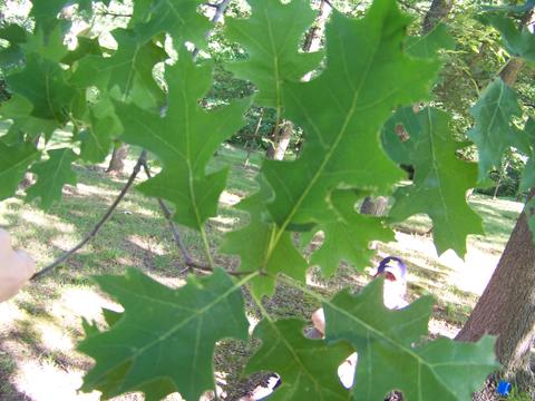 quercus_shumardii_brwon_b.-leaves-starhill_forest_arb_menard_co._il_usa_il-sh-155-mor_100_1735.jpg.jpg