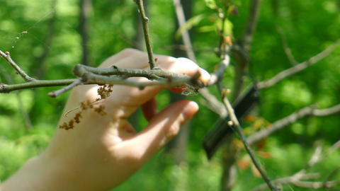 quercus_shumardii_hahn_m.-staminate_catkins-morton_arb_il-mor-mh83-mor_p1040213.jpg.jpg