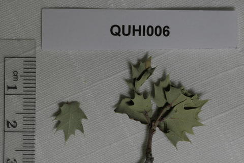 quhi006_mg_0019.jpg