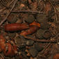 Quercus lobata (Fagaceae) - fruit - lateral or general close-up