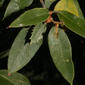 Quercus chrysolepis (Fagaceae) - leaf - showing orientation on twig