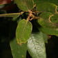 Quercus chrysolepis (Fagaceae) - leaf - showing orientation on twig