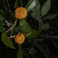 Quercus chrysolepis (Fagaceae) - fruit - as borne on the plant