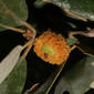 Quercus chrysolepis (Fagaceae) - fruit - lateral or general close-up